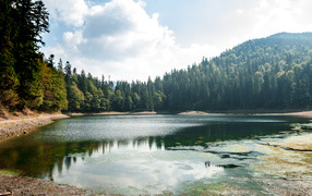 Лесное озеро покрывается тиной на берегу