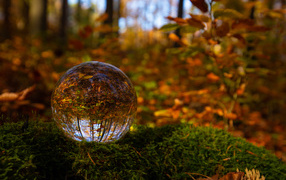 Стеклянный шар лежит на покрытой зеленым мхом земле в лесу