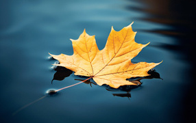 Кленовый лист лежит в холодной осенней луже