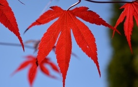 Красивый яркий красный лист на ветке осенью