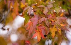 Красивые разноцветные листья на ветке дерева осенью 