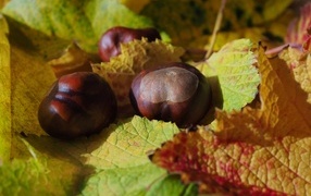 Каштаны лежат на желтых опавших листьях