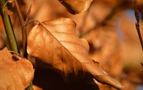 Сухие листья на ветке дерева осенью