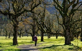 Большие старые деревья в осеннем парке