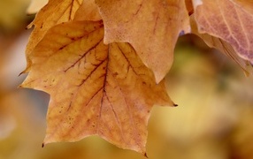 Оранжевые осенние листья на ветке дерева