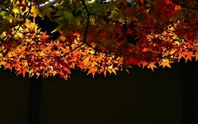 Оранжевые листья клена на черном фоне