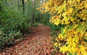 Покрытая опавшими листьями дорога в осеннем лесу