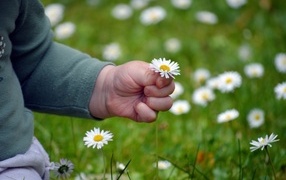 Рука ребенка держит белую ромашку