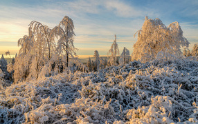 Красивые покрытые белым инеем деревья в лучах солнца