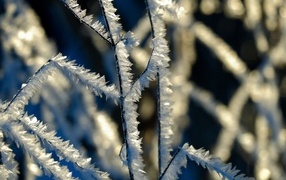 Холодный иней на ветках дерева