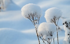 Сухая трава покрыта снегом