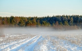 Туман над покрытым снегом полем у леса
