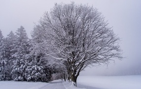 Заснеженные деревья у дороги холодной зимой