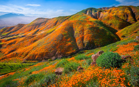 Горы покрытые красивыми цветами мака, США