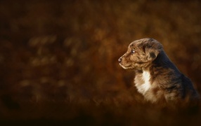 Маленький коричневый щенок крупным планом