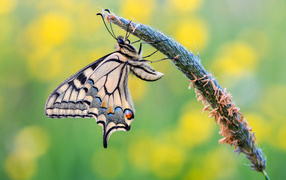 Красивая бабочка махаон сидит на колоске