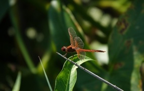 Стрекоза с прозрачными крыльями сидит на ветке