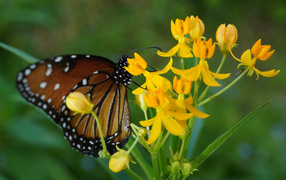 Коричневая большая бабочка сидит на желтом цветке