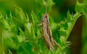 Большой кузнечик сидит на зеленой траве