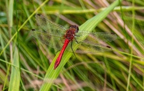 Большая красная стрекоза сидит на зеленой траве