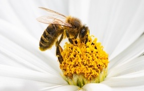 Маленькая пчела сидит на белом цветке космеи