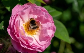 Маленький шмель сидит на розовом цветке розы