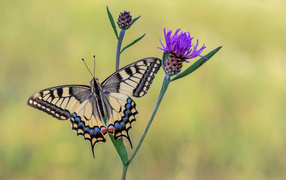 Бабочка махаон сидит на сиреневом цветке