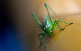 Большой зеленый кузнечик крупным планом