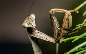 Богомол крупным планом на зеленой траве