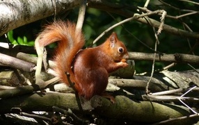 A red squirrel with a nut sits in dry branches