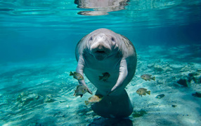 Ламантин с рыбами плавает под водой