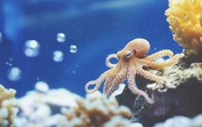 Осьминог у камня под водой