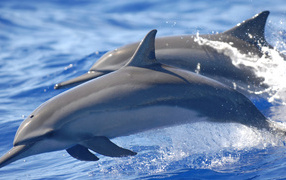 Два серых дельфина плывут по морской воде