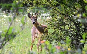 Косуля выглядывает из-за куста