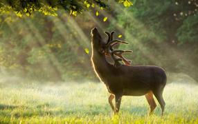 Олень в лучах солнца в лесу
