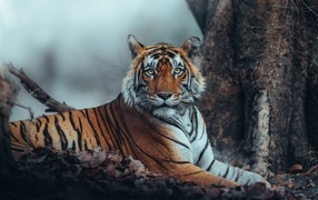 Большой полосатый амурский тигр лежит у дерева