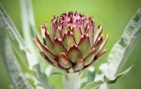 Растение артишок крупным планом