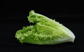 Салат латук на черном фоне