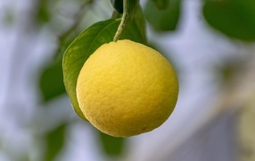 Желтый лимон висит на ветке 