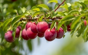 Аппетитные розовые сливы на ветке в лучах солнца