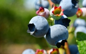 Ягоды черники на ветке крупным планом