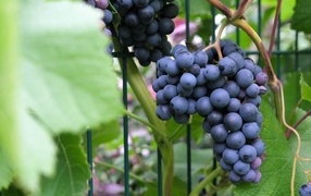 Гроздь синего вкусного винограда крупным планом