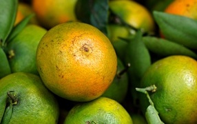 Зеленые мандарины с листьями крупным планом