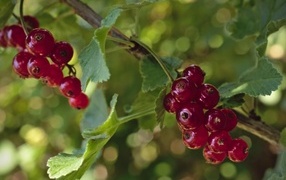 Красная смородина на веточках крупным планом