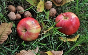 Два красных яблока с грецкими орехами в траве