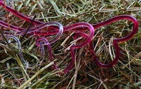 Пластиковые сердечки на траве