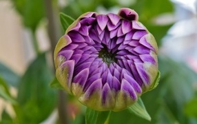 Распускающийся цветок сиреневой георгины