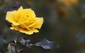 Настоящая желтая роза на клумбе