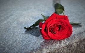 Красная роза лежит на серой гранитной плите