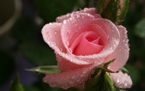 Красивая нежная розовая роза с каплями росы на лепестках